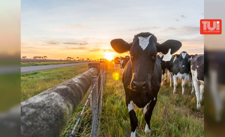প্রতিবেশীর গরুকে ধর্ষণ! প্রবল রক্তক্ষরণের জেরে মৃত্যু, গ্রেপ্তার নামখানার যুবক