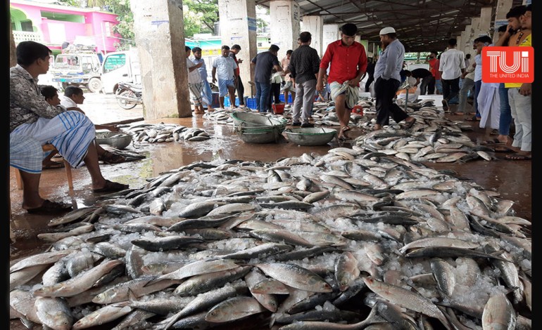 ২৪ পরগনার ঘাটে ঘাটে রুপোলি শস্যের বন্যা, দাম কমার আশায় ইলিশপ্রেমীরা